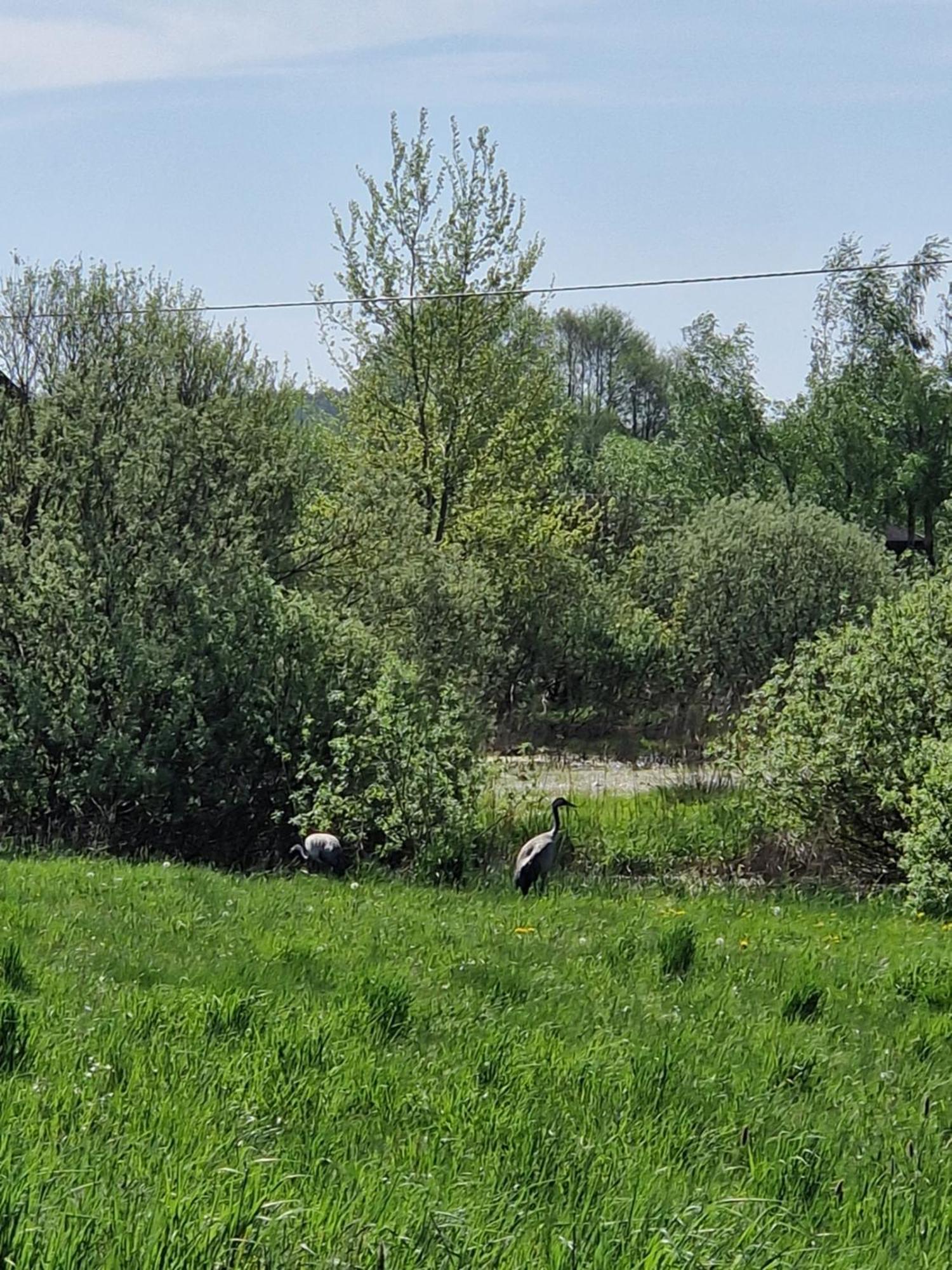Wiele Zurawi Dış mekan fotoğraf